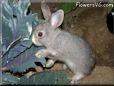 grey rabbit