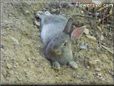 grey rabbit