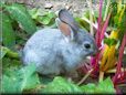 grey rabbit