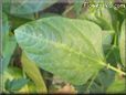 black eyed pea leaf