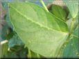 black eyed pea leaf