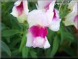 white maroon snapdragon flower