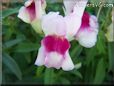 white maroon snapdragon flower