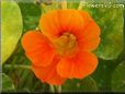 orange nasturtium flower