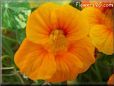 orange nasturtium flower