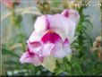 white maroon snapdragon flower