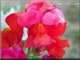 red snap dragon flower