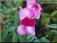 white maroon snapdragon flower