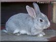 grey rabbit