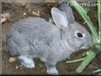 grey rabbit