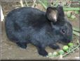 black rabbit