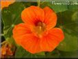 orange nasturtium flower