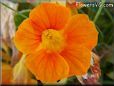 orange nasturtium flower