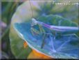 purple green preying mantis