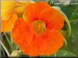 orange nasturtium flower