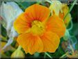 orange nasturtium flower