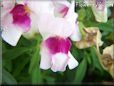 white maroon snapdragon flower