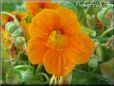 orange nasturtium flower