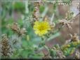 lettuce blossom flower