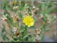 lettuce blossom flower