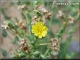 lettuce blossom flower