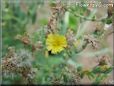 lettuce blossom flower