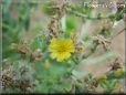 lettuce blossom flower