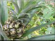pineapple plant