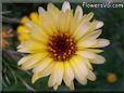 yellow daisy flower