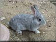 grey rabbit