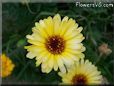 yellow daisy flower