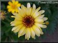 yellow daisy flower