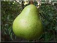 pear fruit tree picture