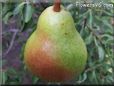 pear fruit