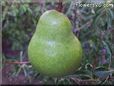 pear fruit