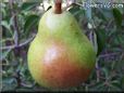 pear fruit