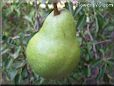 pear fruit