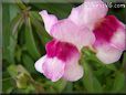 white maroon snapdragon flower