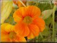 orange nasturtium flower