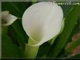 white calla lil flower