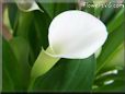 white calla lil flower