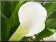 white calla lil flower
