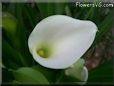 white calla lil flower