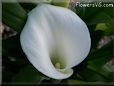 white calla lil flower