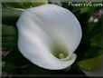 white calla lil flower