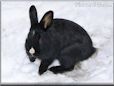 black bunny rabbit pictures