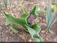 unbloomed tulip flower