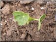 nasturtium seedling