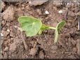 nasturtium seedling