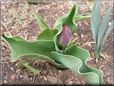 unbloomed tulip flower